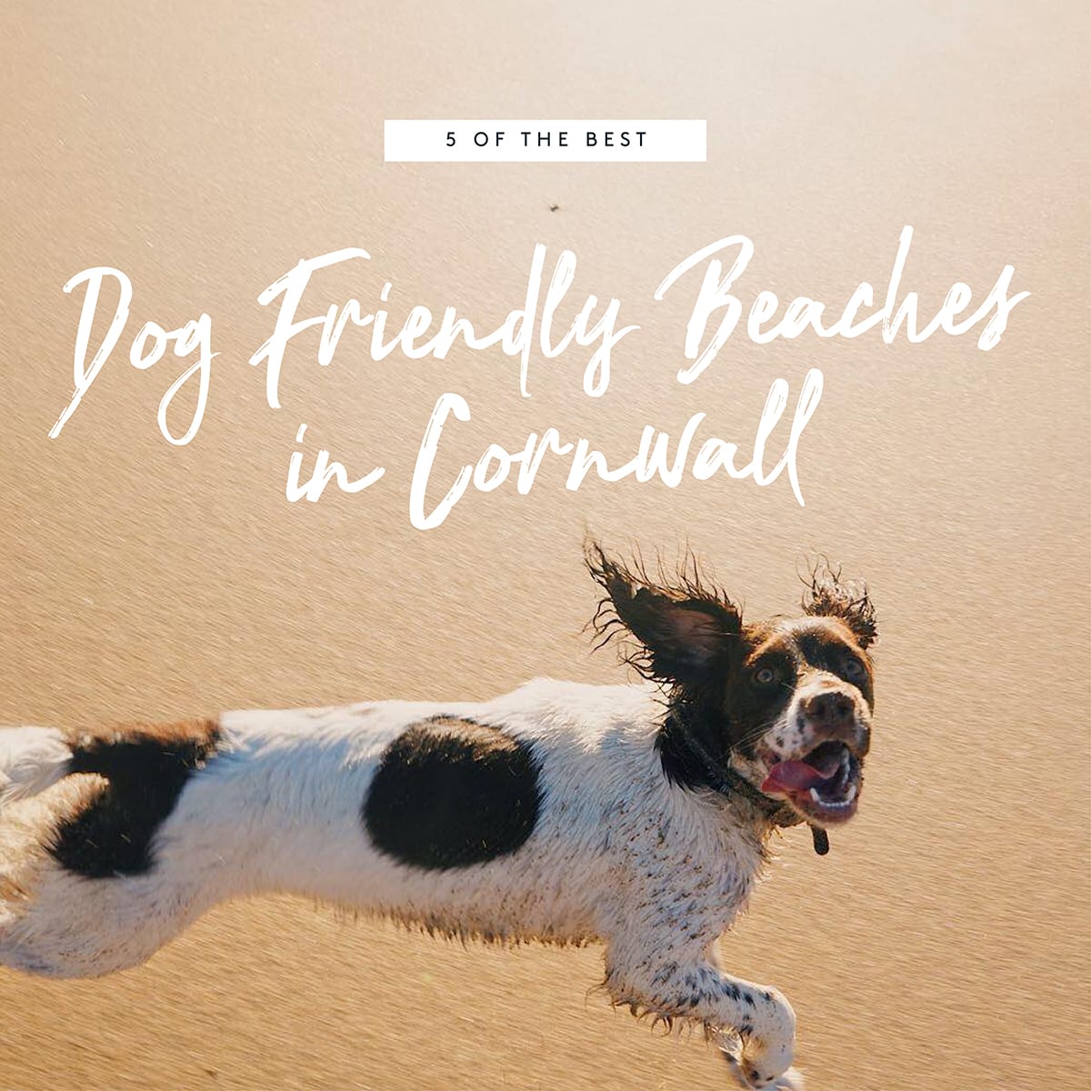 5 of the Best Dog Friendly Beaches in Cornwall